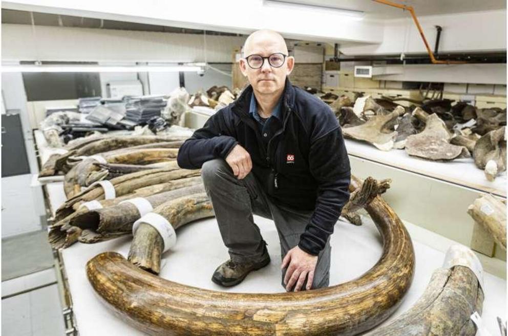 Mat Wooller, director of the Alaska Stable Isotope Facility, kneels among a collection of some of the mammoth tusks at the University of Alaska Museum of the North.