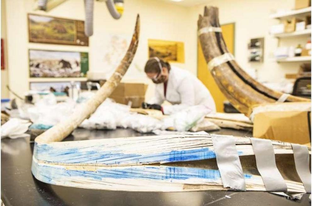 A view of a split mammoth tusk at the Alaska Stable Isotope Facility at the University of Alaska Fairbanks. Karen Spaleta, deputy director of the facility, prepares a piece of mammoth tusk for analysis in the background.