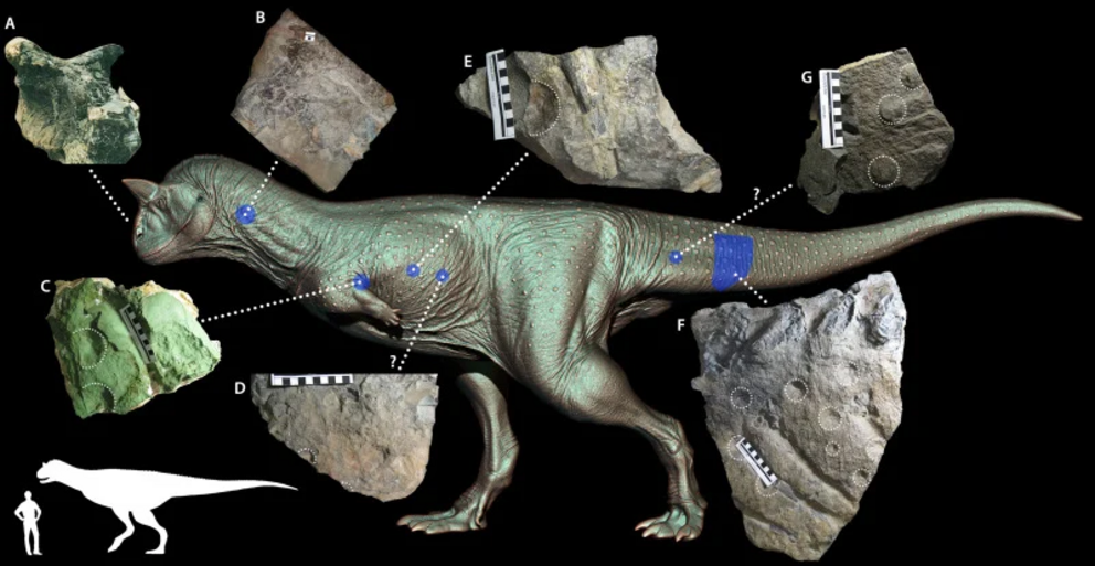 Location of the specimens with skin.