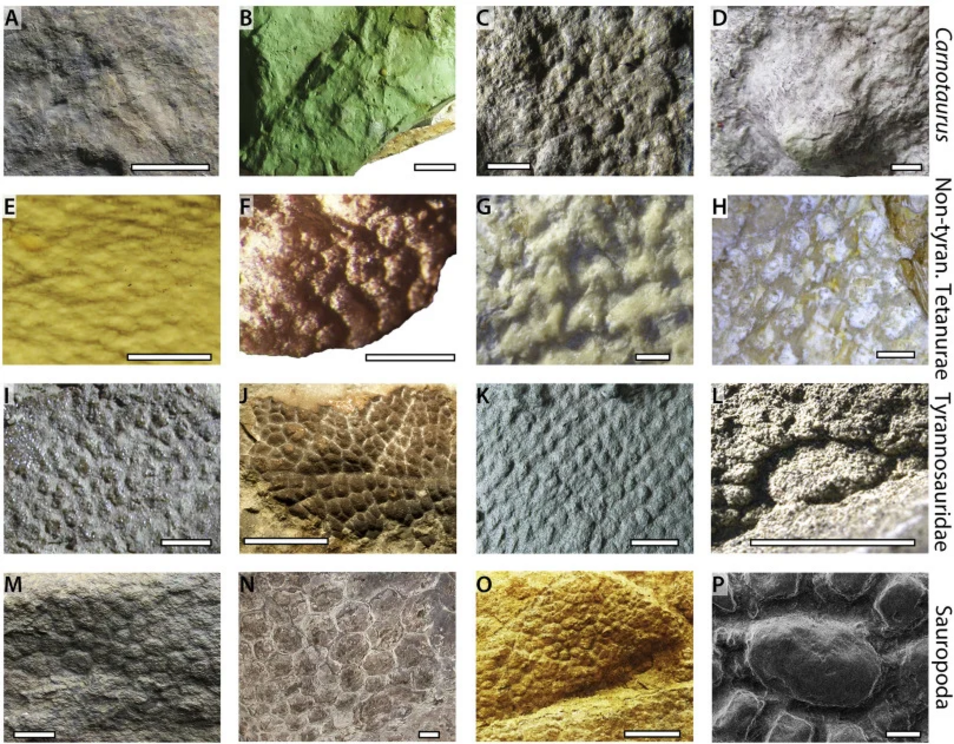 The scales of C. sastrei (A-E) compared to other dinosaurs.