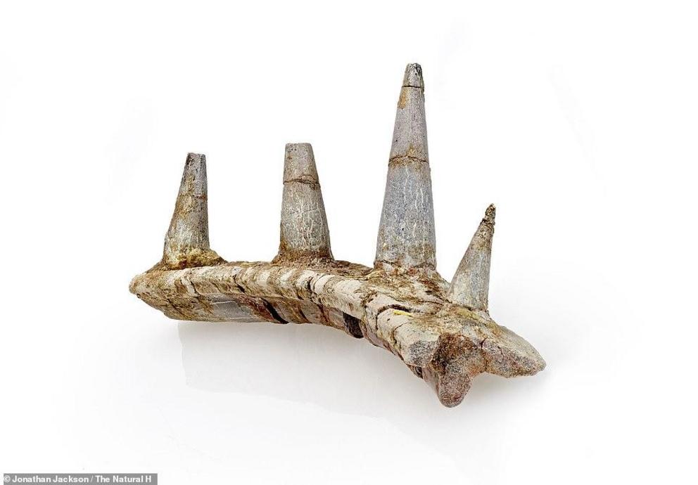 The exciting discovery was made in the Middle Atlas Mountains of Morocco at the same site where researchers from the Natural History Museum (NHM) in London previously discovered the oldest stegosaur ever found