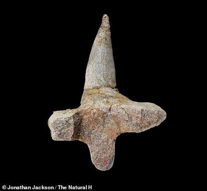 A bizarre armoured spike fossil, found in Morocco, belonged to a new species of dinosaur that was 'unlike anything else in the animal kingdom,' researched found