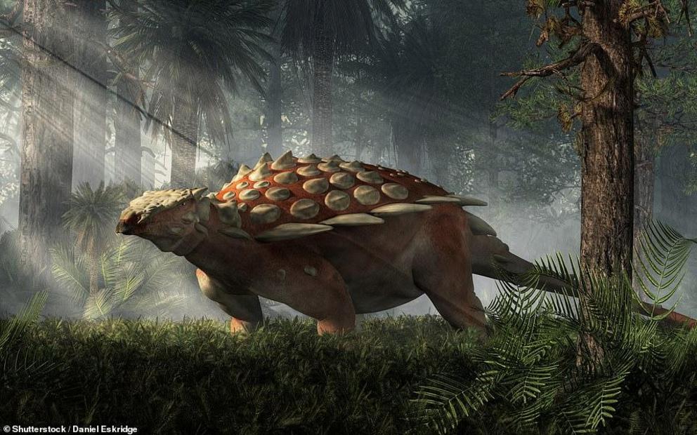 It isn't clear exactly what Spicomellus afer would have looked like, but researchers say it would have been similar to other Ankylosaurs (artist impression pictured)