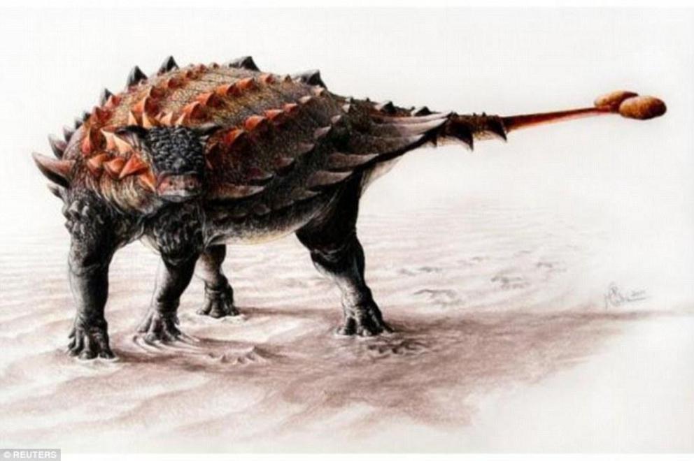 Ankylosaurs lived at a time when the largest land predators in Earth's history including T. rex roamed the landscape, dismembering other dinosaurs with powerful jaws and serrated teeth 