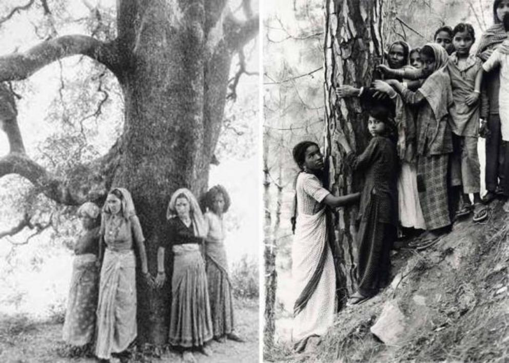 Amrita Devi and her three daughters flung themselves in front of the trees to hug them close and met a tragic end in the Khejarli massacre of 1730.