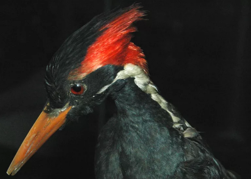 Ivory Billed Woodpecker And 22 Other Species Likely Extinct Nexus Newsfeed 5570