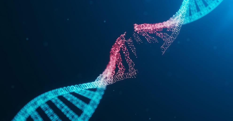 Double-strand breaks in DNA, usually viewed as a dangerous form of genetic damage, can also play a crucial role in normal cellular processes.  Rost9/Shutterstock