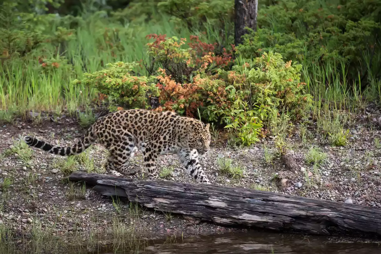 why-amur-leopards-are-endangered-and-what-we-can-do-nexus-newsfeed