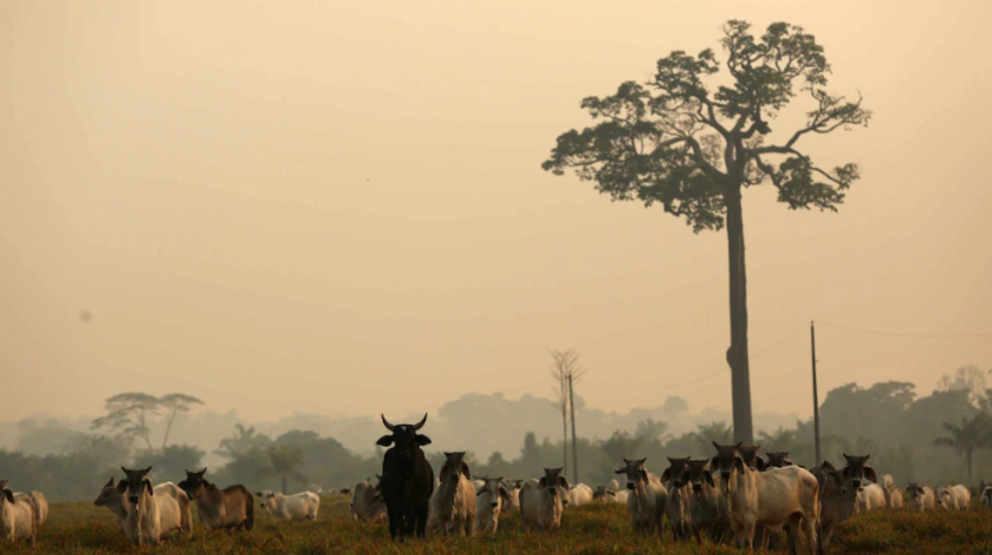 Brazil's last case of mad cow disease in 2019 resulted in a 10-day ban on exports to China.(Reuters: Bruno Kelly)