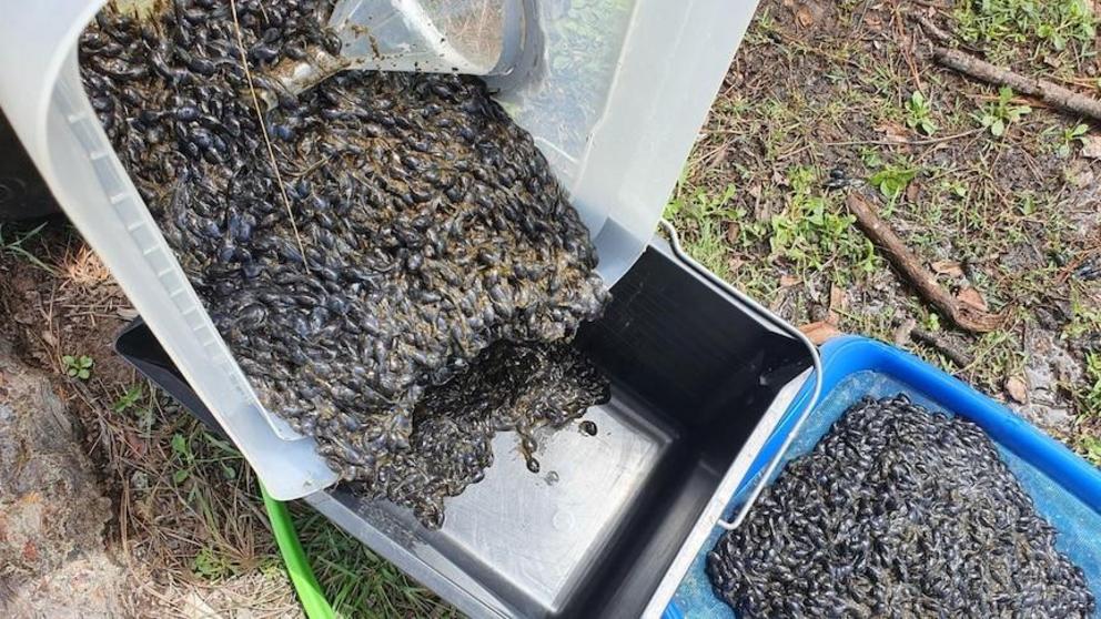 The lures attract only cane toad tadpoles and trap them inside the container.(Supplied: Watergum)