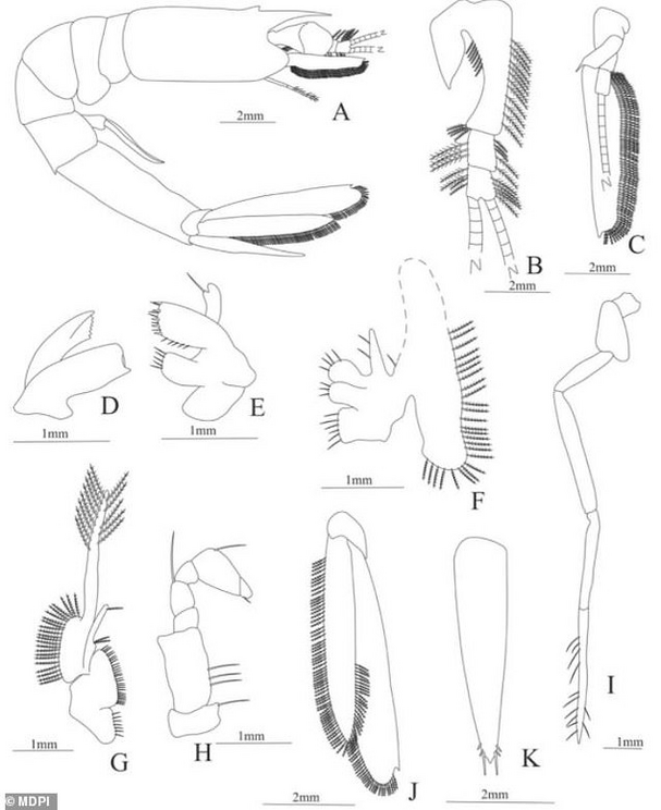 Of the 14 creatures, 12 were unknown larval species and two were juvenile species from the infraorder Caridea and the suborder Dendrobranchiata