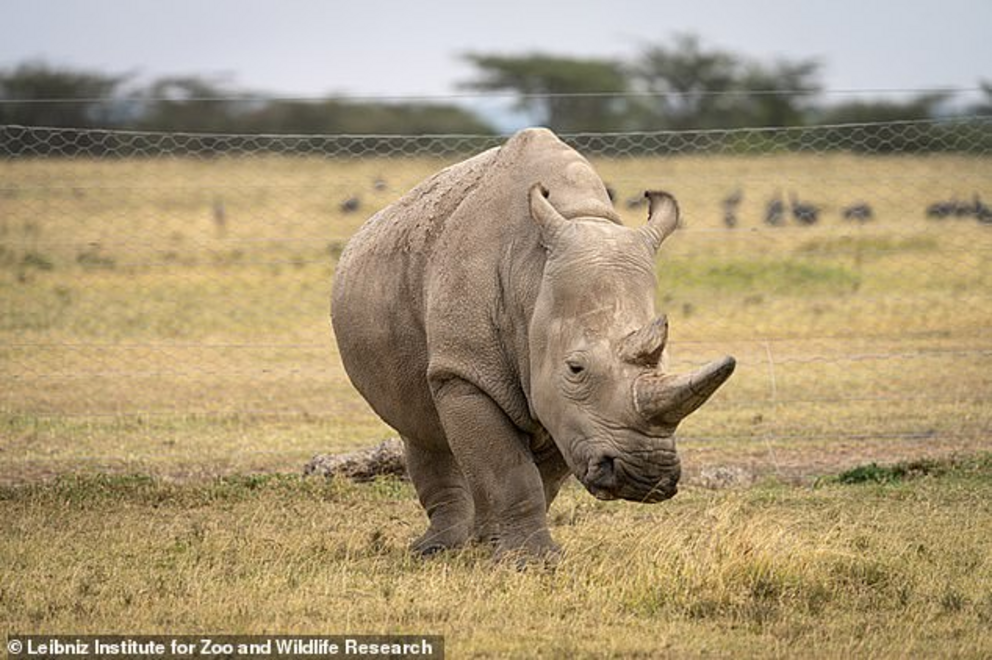 Najin, one of the world's last two northern white rhinos (pictured), is retiring from the breeding program to save the species.