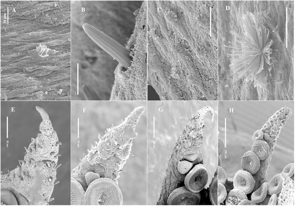 (A -D) Microscope imagery of KO erupting from an octopus's mantle. (E -H) KO blooming open on the octopus' arm.