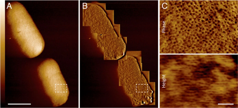 Atomic force microscopy scans showing the outer membrane.
