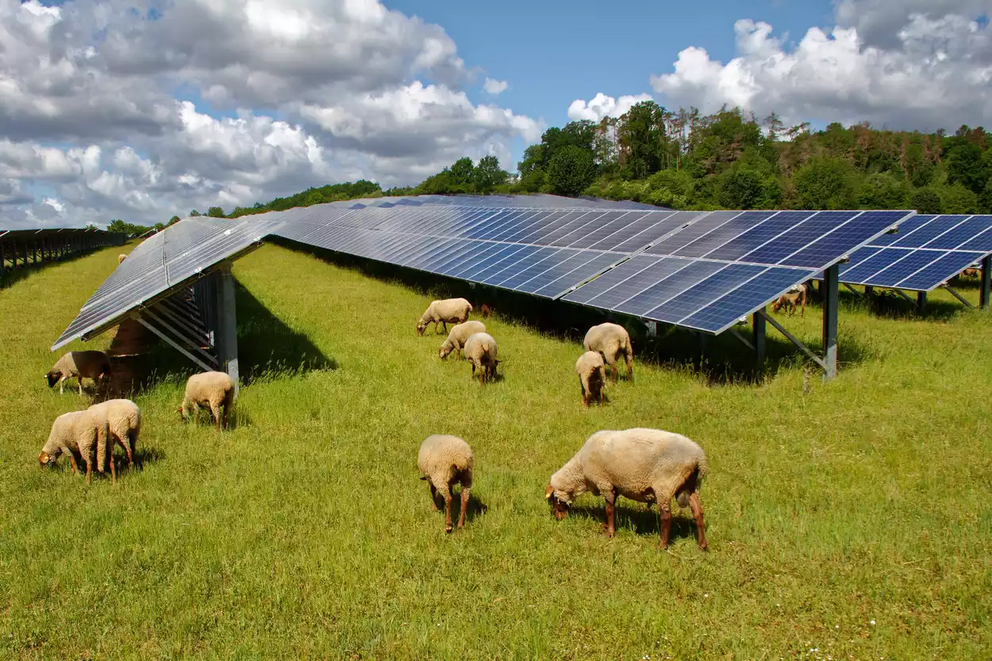 Solar farms and traditional farming can coexist.