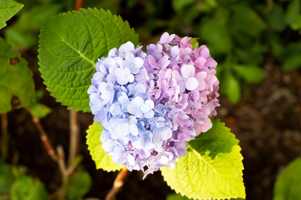 Hydrangeas turn blue with higher levels of acid in the soil.