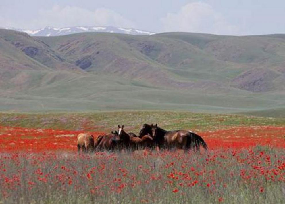 Horses are well suited to the Eurasian steppe