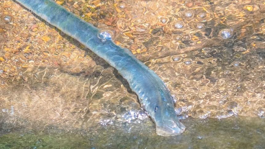 Prehistoric, blood-sucking lamprey finally sighted in Margaret River ...