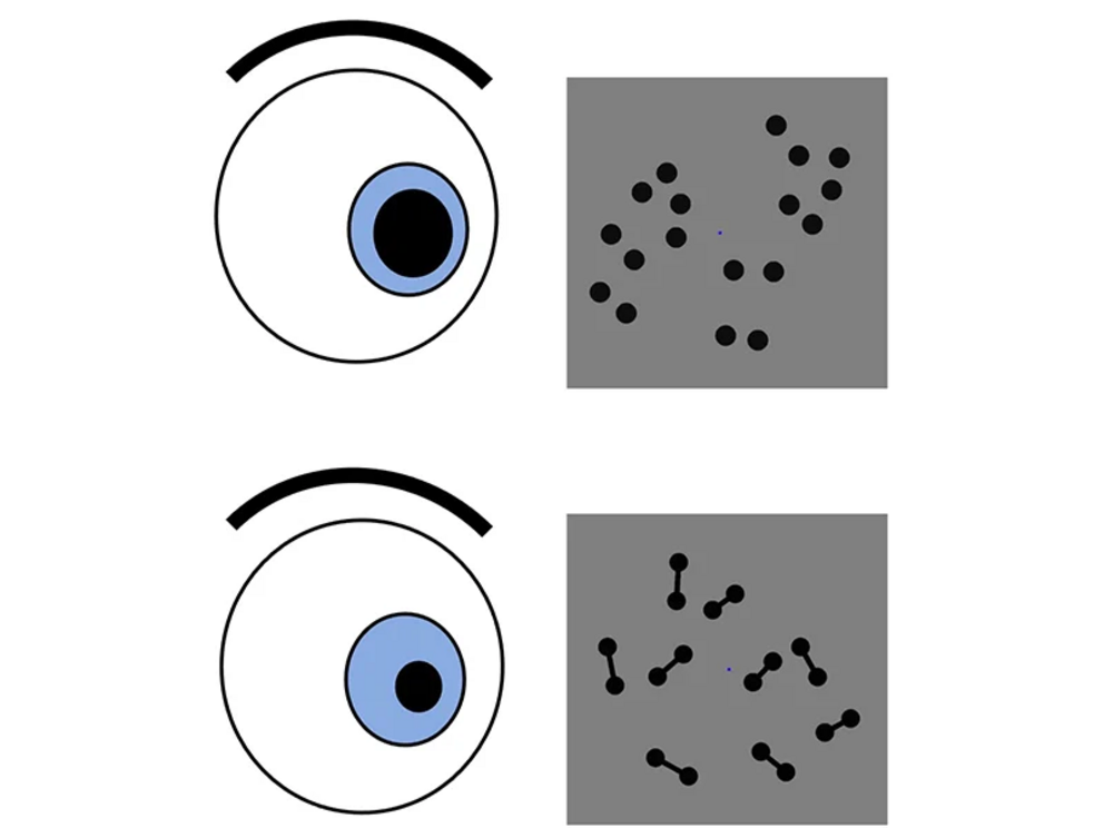 How the pupil reacts to different objects and patterns.