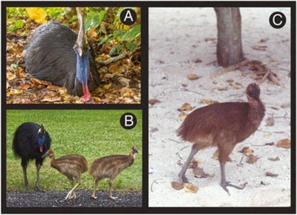 Fig. 7 from the PNAS study: Cassowary reproductive ecology featuring male parental care: (A) Male cassowary sitting on the forest floor; (B) Male cassowary and two juveniles; and (C) young cassowary chick.