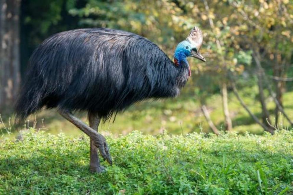 A giant cassowary closeup.