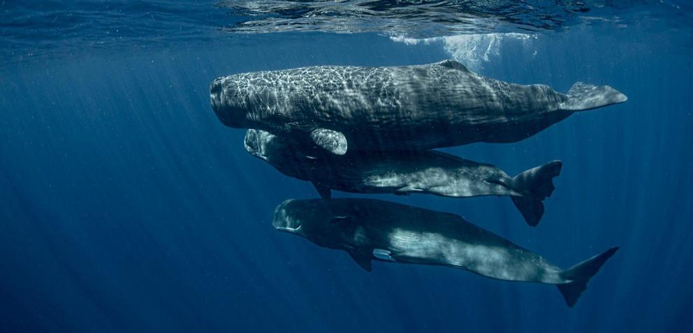 Researchers are hoping to decipher the communications of sperm whales. Photo by Amanda Cotton/Project CETI