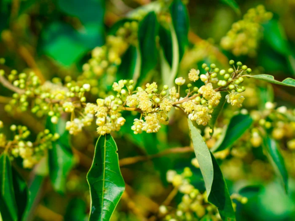 Litsea cubeba essential oil is extracted from the fruits of the litsea cubeba tree.