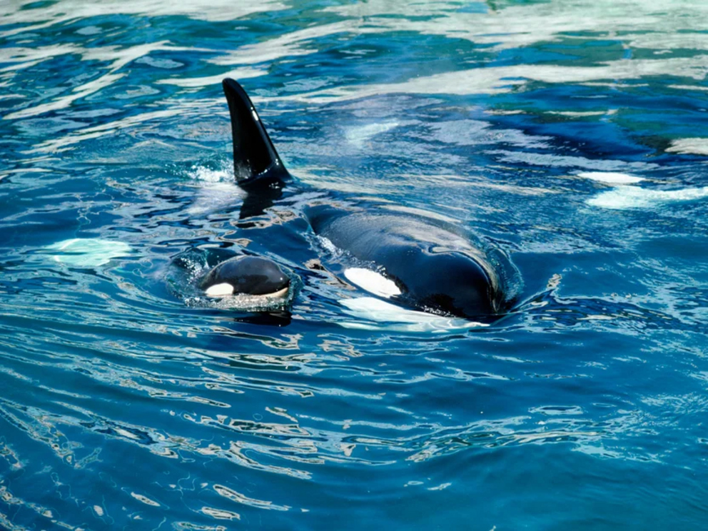 Orca whale and calf