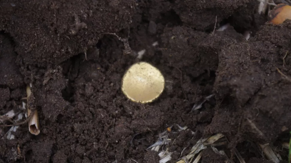 A 2,000-year-old Celtic gold coin in the field where it was found.