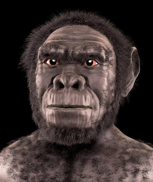 Homo habilis - forensic facial reconstruction/approximation.