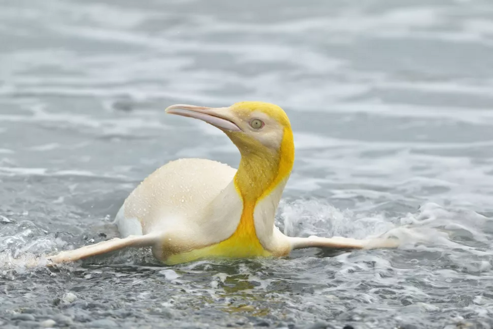 A wildlife photographer captured images of a rare yellow penguin in South Georgia in 2019.