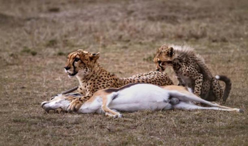 The new study shows that the prey animals had been ‘butchered in those places that would have most likely already have been stripped clean of flesh had the animals been killed by predators like big cats.