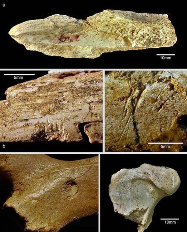 The researchers found traces of butchery marks on gazelle and wildebeest bones ‘in places where there would be no flesh on felid kills.’