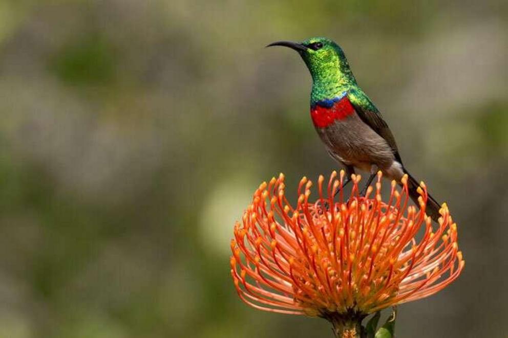 Lesser double-collared sunbirds are related to the eastern double-collared sunbirds — so-called sky island sunbirds — that Berkeley researchers studied to understand how bird song changes over tens of thousands of years.