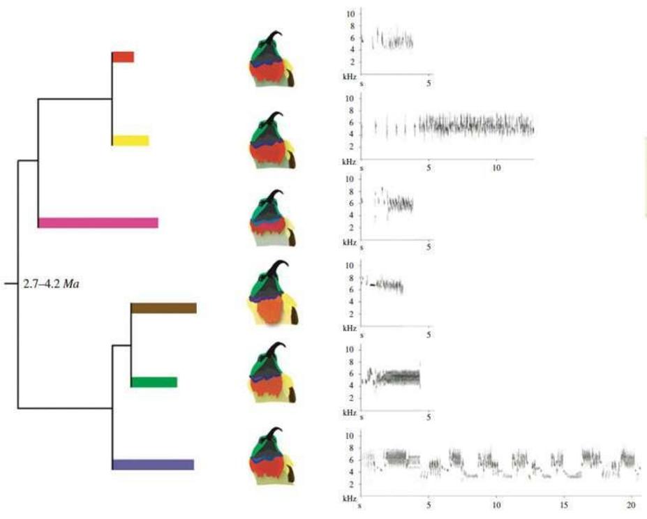 Sonograms (right) of representative calls of the six lineages of eastern double-collared sunbirds. Those lineages are shown (left) with their family tree, which indicates a major divergence in song more than 2.7 million years ago. Despite looking nearly i