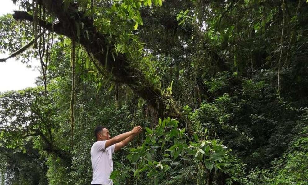 The research team measures the height of a Begonia gigantica individual at its collection site. 