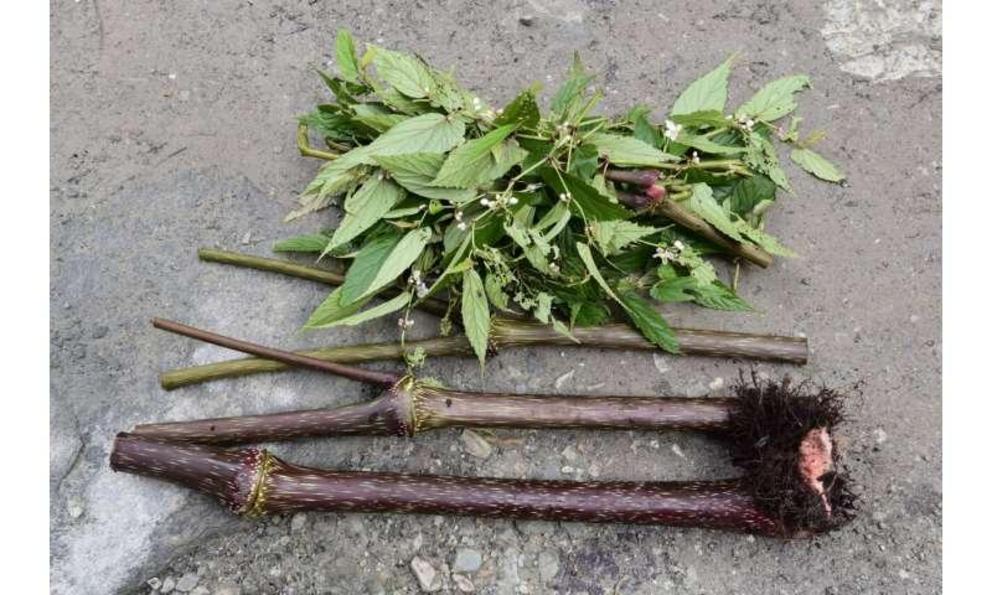 A Begonia gigantica plant is cut up for easier transportation. 