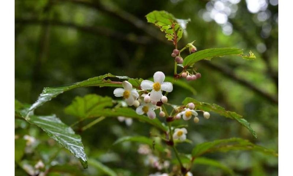 Male inflorescence of Begonia gigantica. 