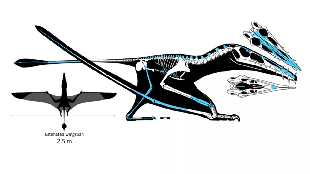 This diagram shows Dearc sgiathanach's skeleton, with the found bones in blue.