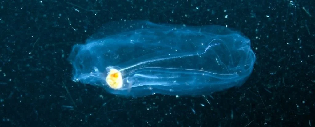 DNA shed by deep-sea organisms reveals a dark abyss teeming with tiny ...