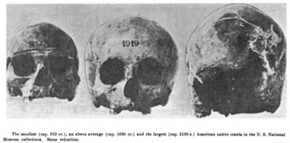 Various sized skulls found at Potomac Creek, Stafford County, Virginia, 1937. 