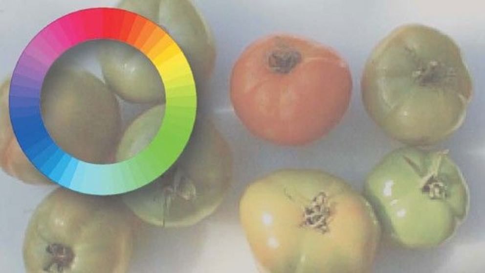 How green and red tomatoes appear to humans who don't have colorblindness, who have blue-yellow and red-green visual systems.