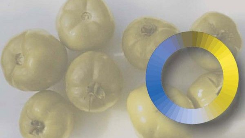 How green and red tomatoes appear to dogs, which have a blue-yellow visual system.