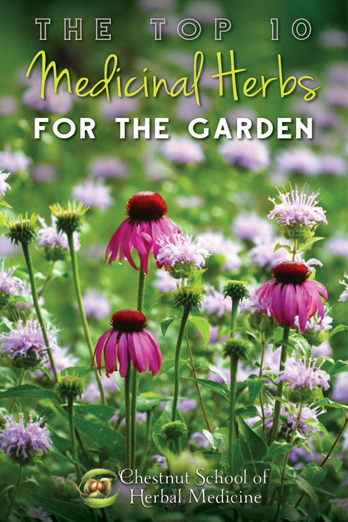 The top ten medicinal herbs for the garden: how to grow and use healing plants Top-10-Medicinal-Herbs-for-the-Garden-2-1645591163462