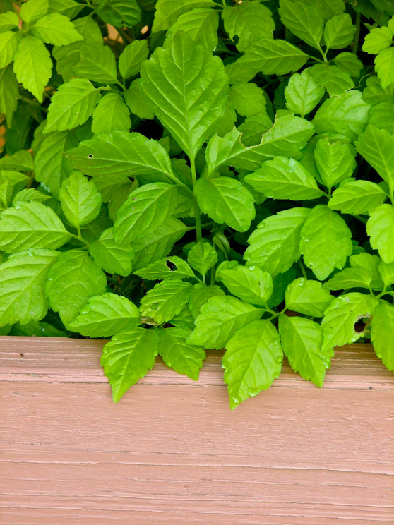 The top ten medicinal herbs for the garden: how to grow and use healing plants Top-Ten-Medicinal-Herbs-for-the-Garden-Jiaogulan-as-a-potted-plant-1645591498977