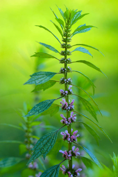 The top ten medicinal herbs for the garden: how to grow and use healing plants Top-Ten-Medicinal-Herbs-for-the-Garden-Motherwort-1645591499095