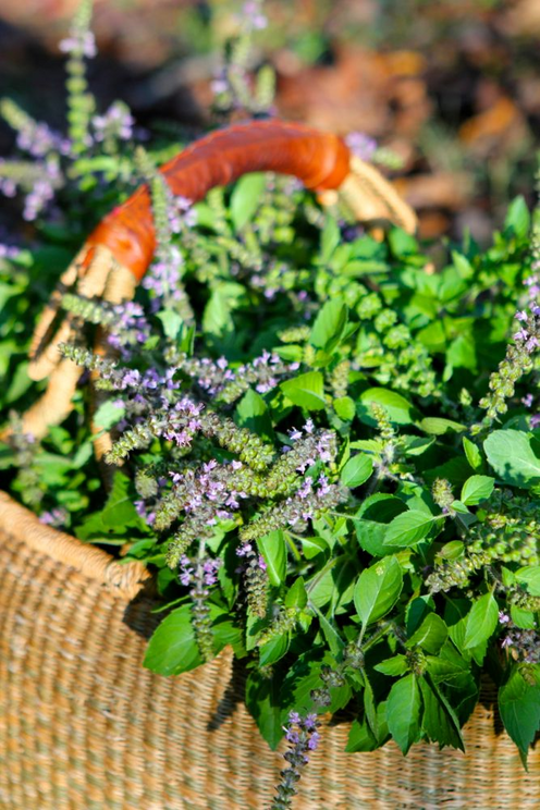 The top ten medicinal herbs for the garden: how to grow and use healing plants Top-Ten-Medicinal-Herbs-for-the-Garden-Tulsi-1645591850305