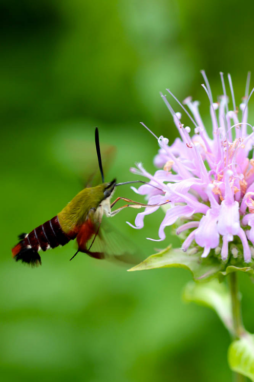 The top ten medicinal herbs for the garden: how to grow and use healing plants Top-Ten-Medicinal-Herbs-for-the-Garden-clearwing-hummingbird-moth-visiting-wild-bergamot-1645591494785