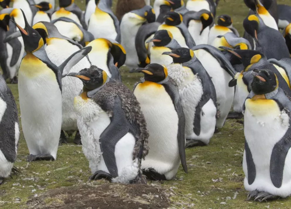 King penguins molting in the Falkland Islands.