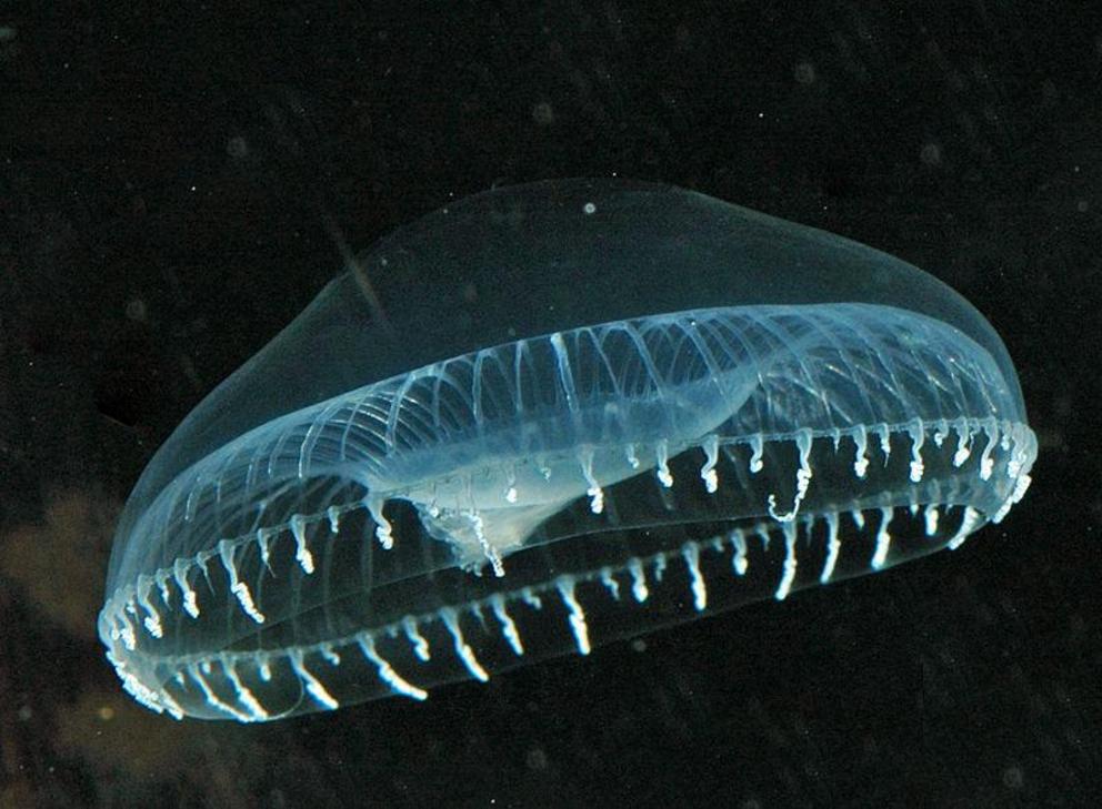 Figure 6: The bioluminescent jellyfish Aequorea Victoria.